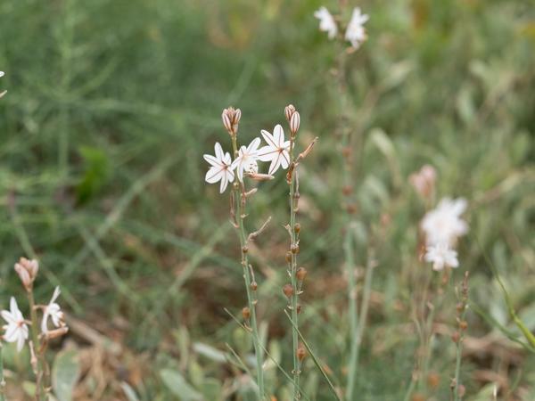 Asphodelus fistulosus